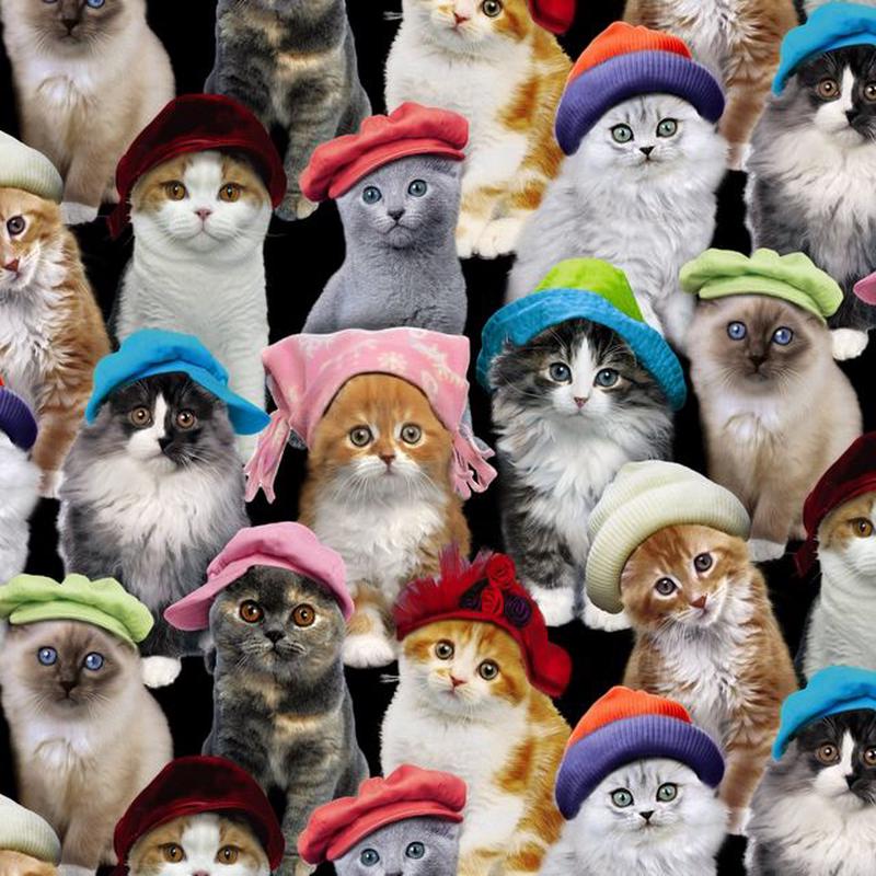 Adorable Pets Kittens Hats Black Elizabeth's Studio Cotton Fabric 1