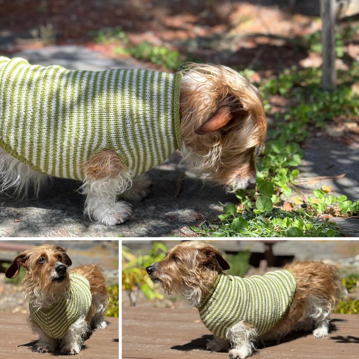 Yoshi Rollneck
