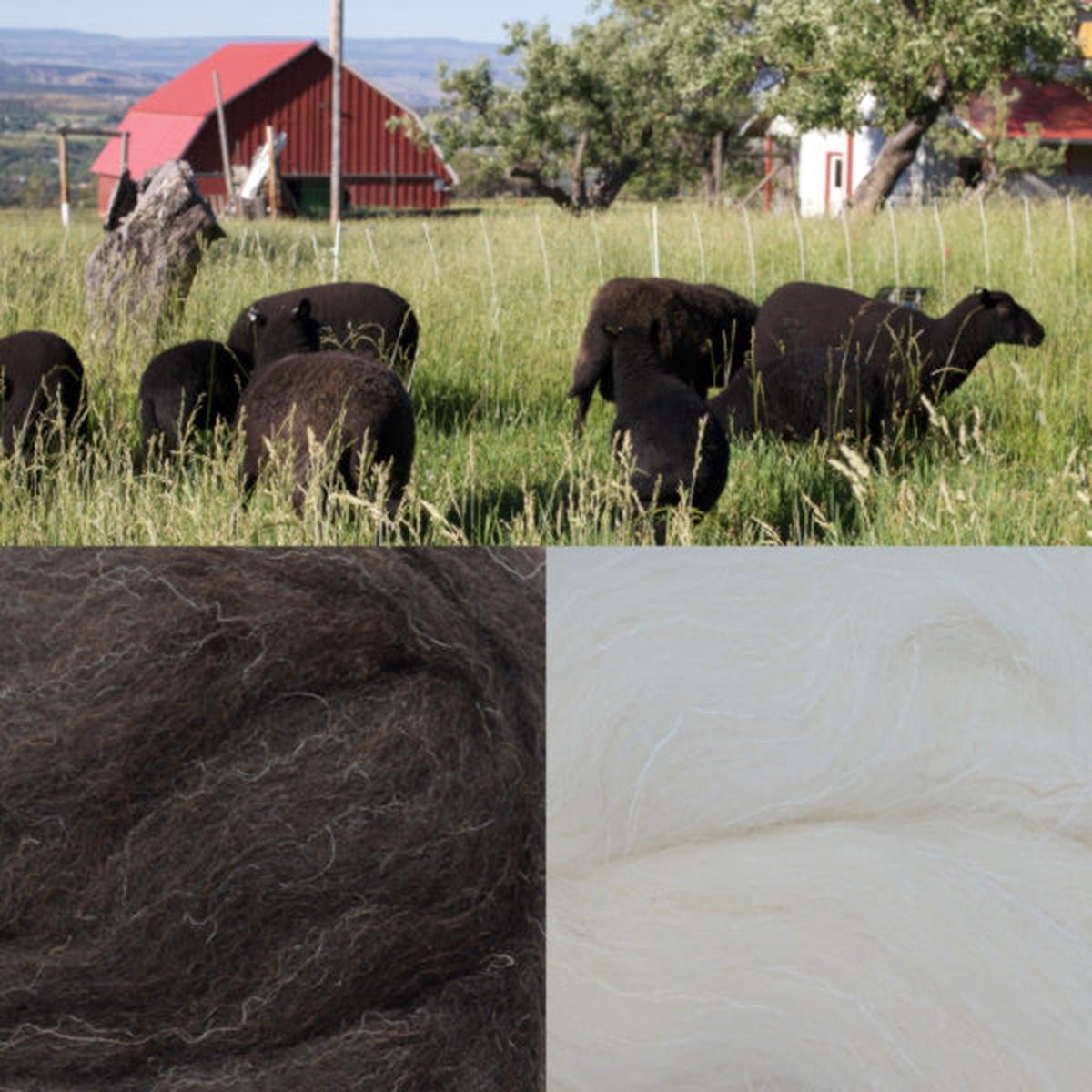 Welsh Mountain Wool Top