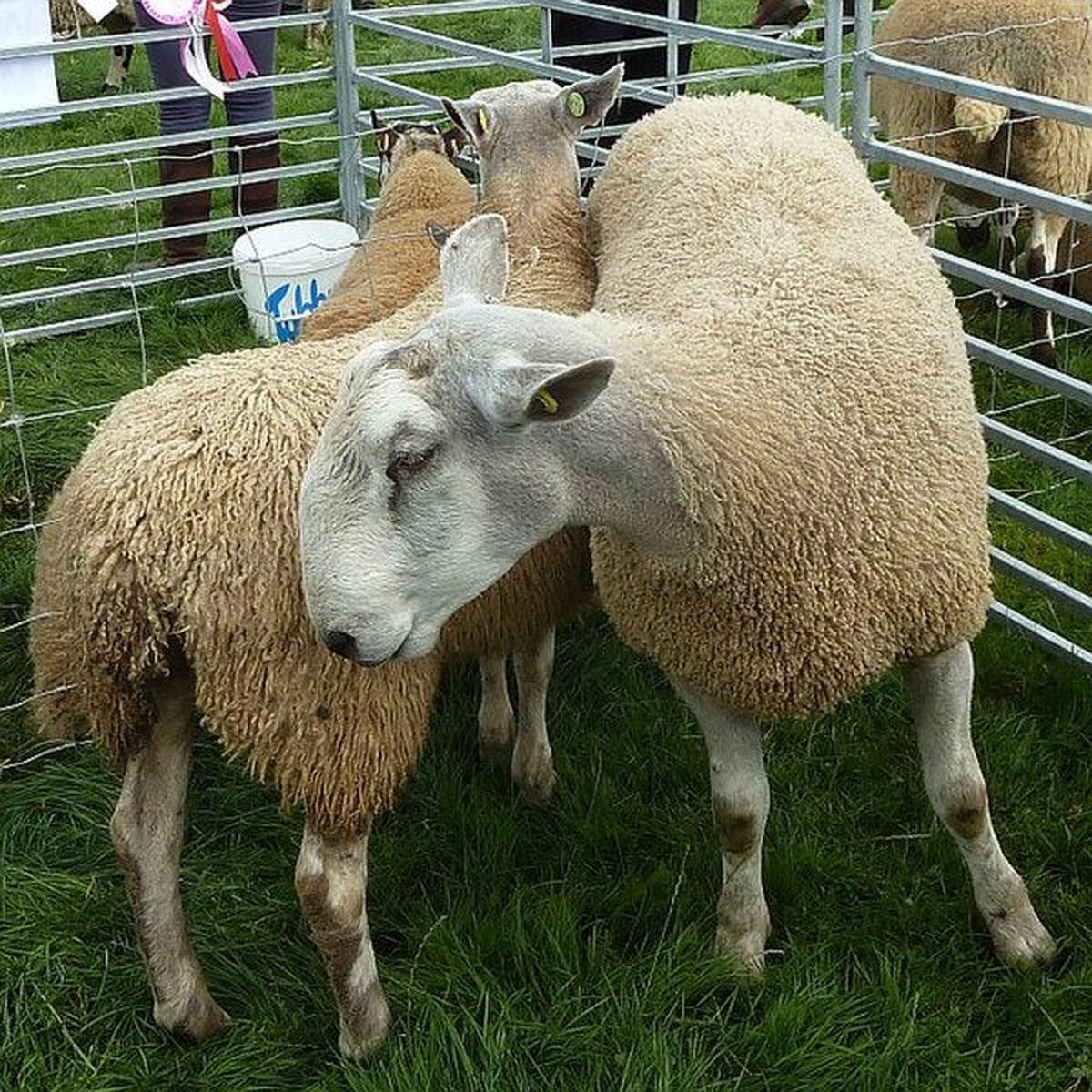 Bluefaced Leicester Wool Top
