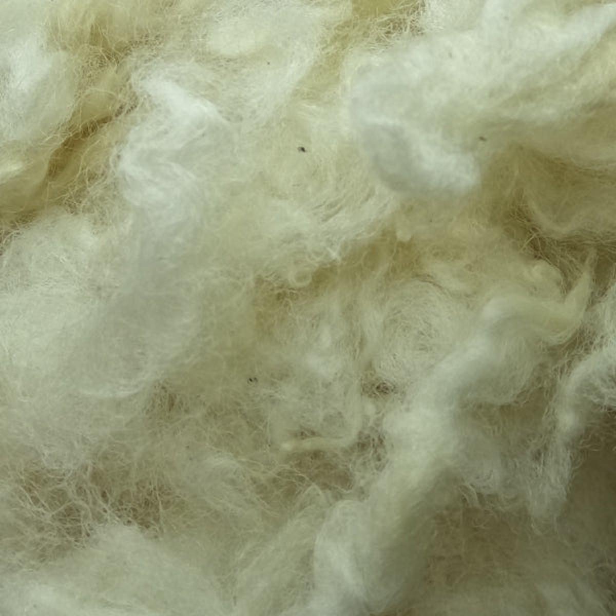 Scoured Corriedale Fleece Wool Uncarded